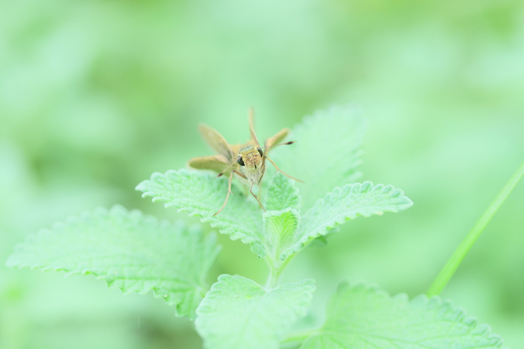 セセリ