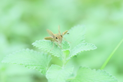 セセリ