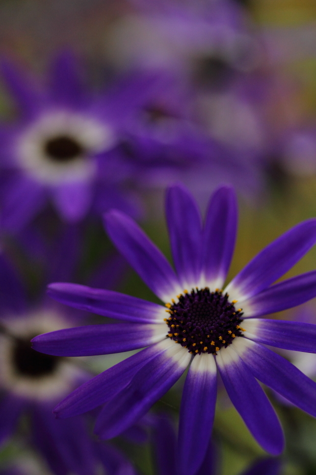 White in the  purple