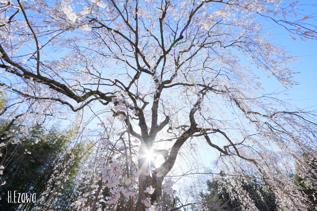 青空と姫桜Ⅲ