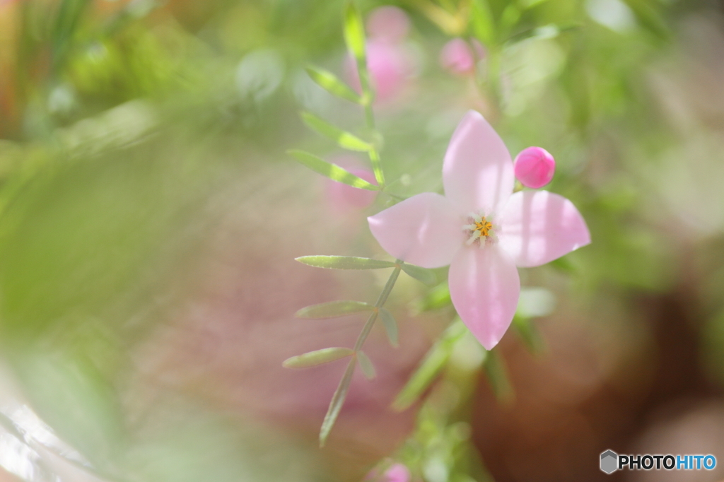 Cute pink