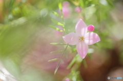 Cute pink