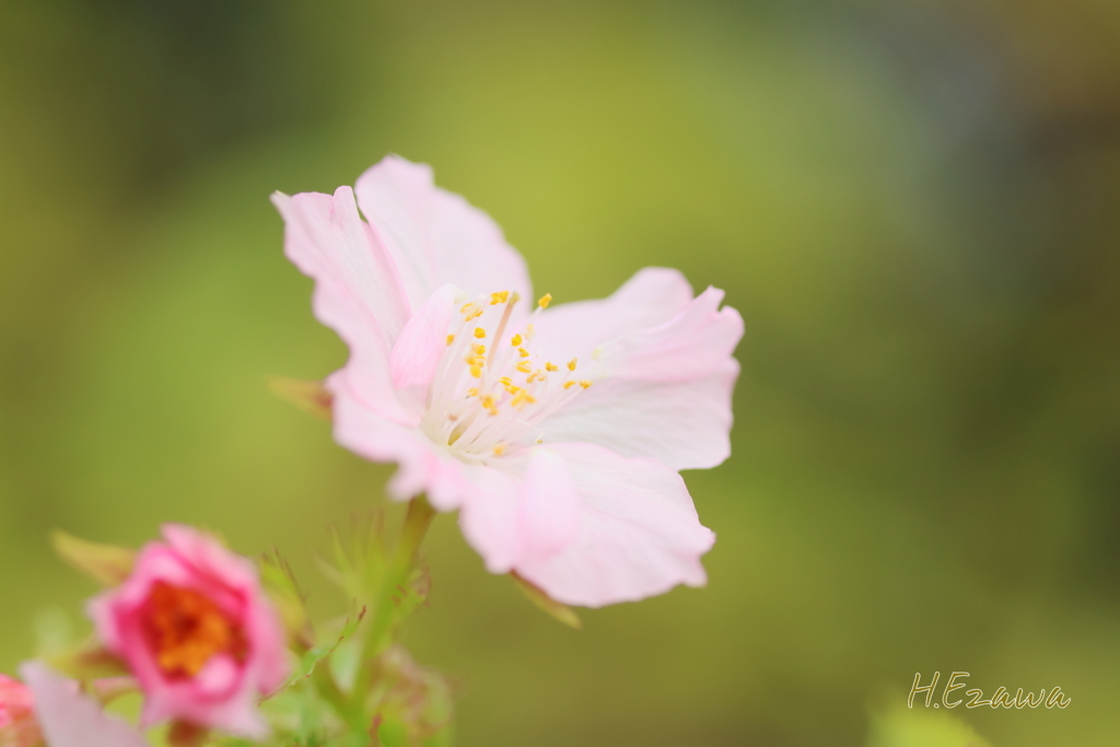 秋の桜