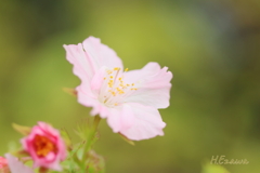 秋の桜