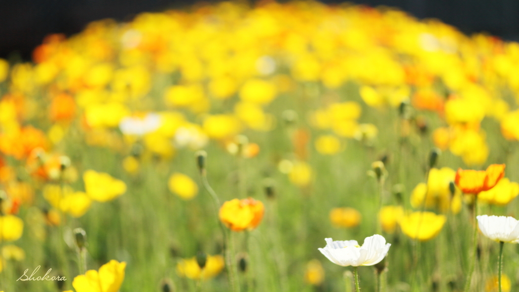 Poppy Island