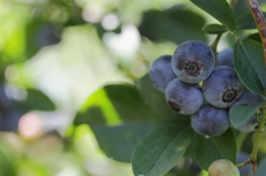 Blueberry