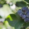 Blueberry