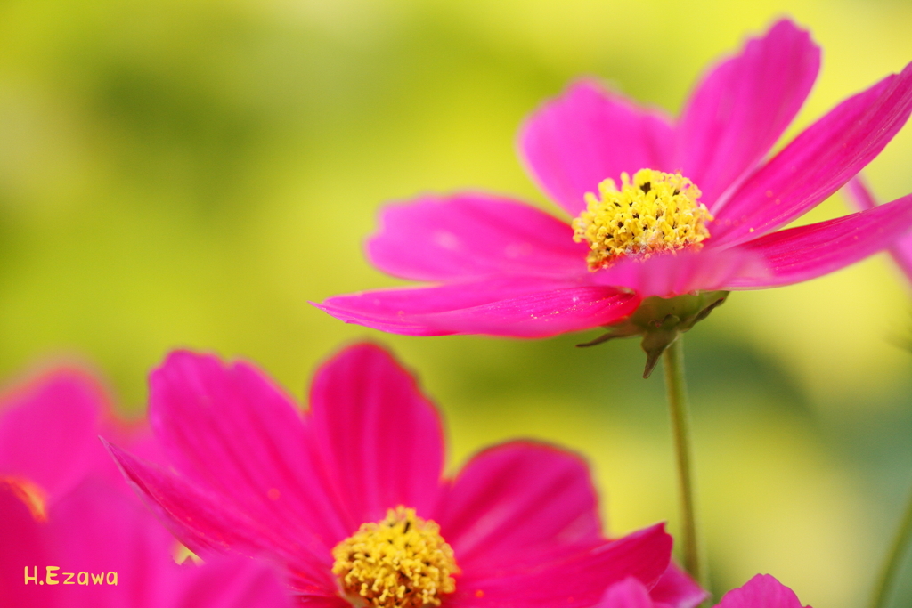 秋桜