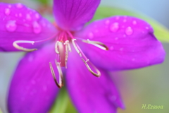 シコンノボタン2