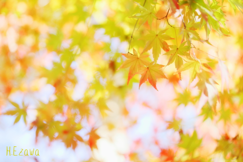 autumn light3