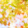 autumn light3