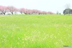 草原と八重桜