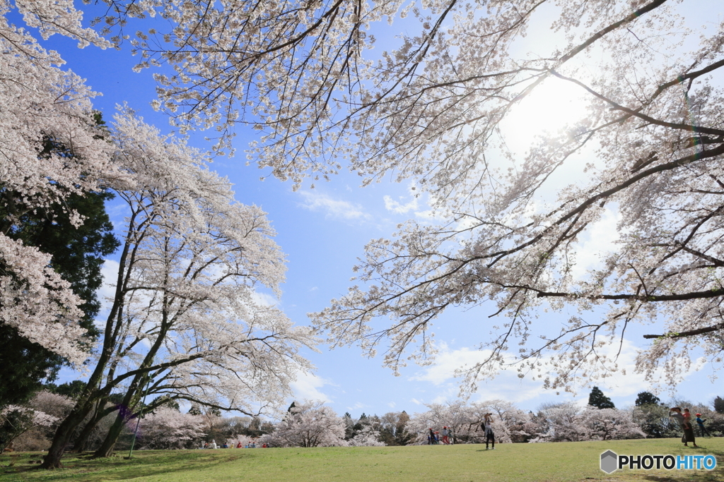 桜広場へ