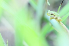 草むらのアマちゃん