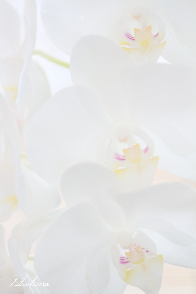 Phalaenopsis orchid white