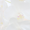 Phalaenopsis orchid white