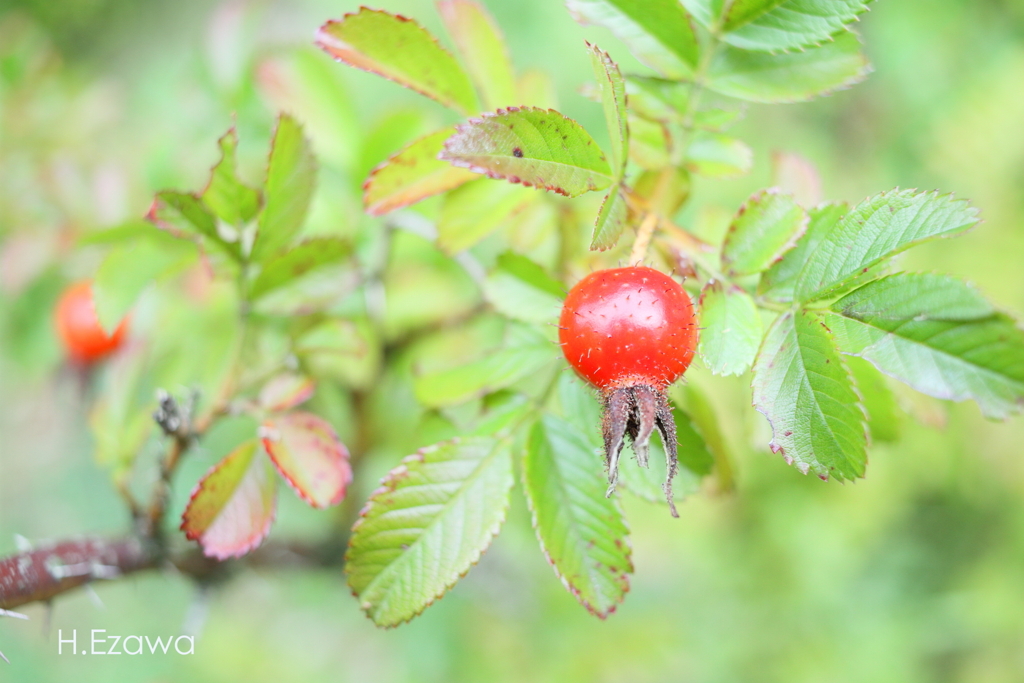 rosehip