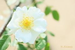 草笛の丘の薔薇13