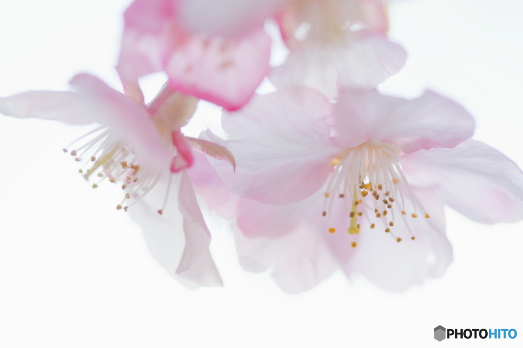 透き通る花びら