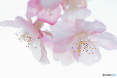 透き通る花びら