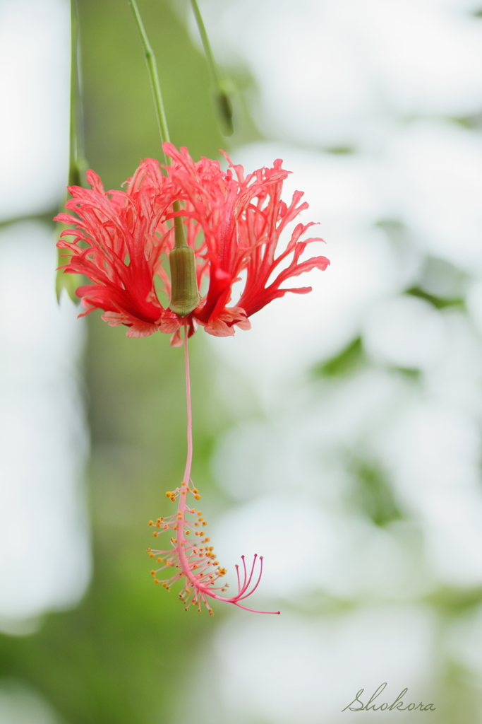 風鈴花