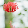 風鈴花