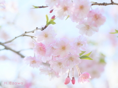 八重咲く