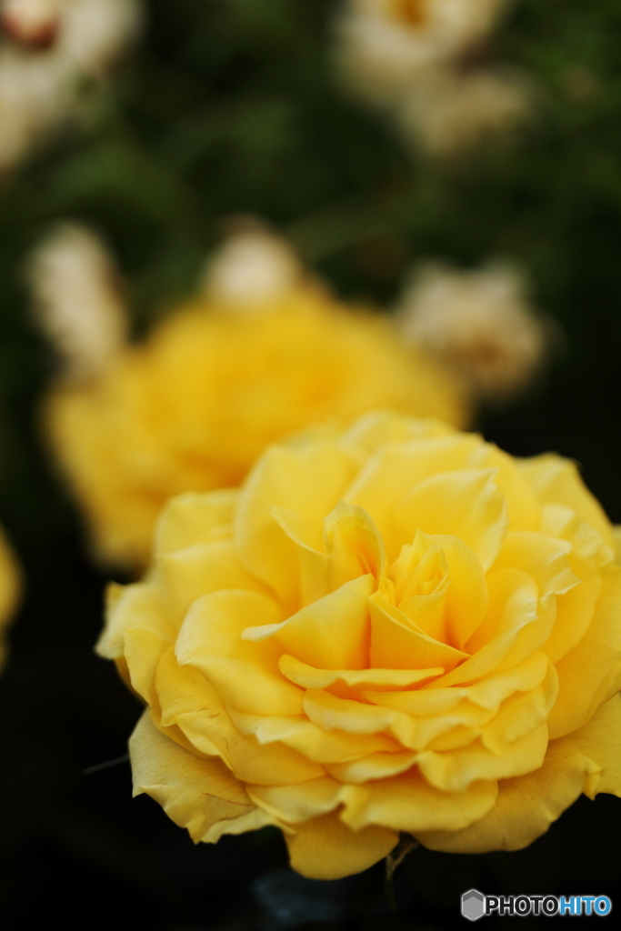 Yellow rose