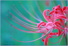 彼岸花Ⅱ