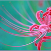 彼岸花Ⅱ