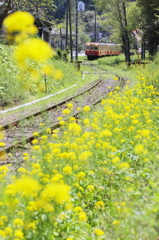 菜の花カーブ