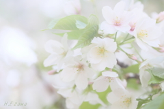 sakura bouquet