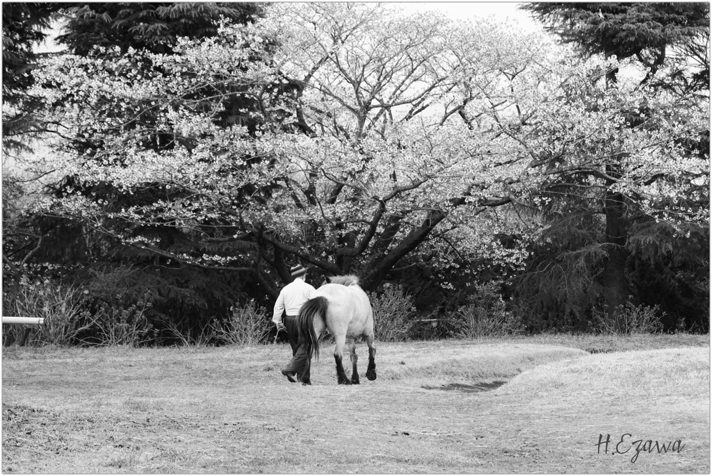 厩舎に帰る馬