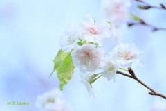 10月の桜