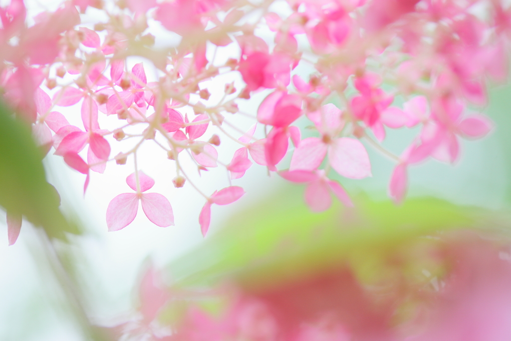 Pink Annabel4