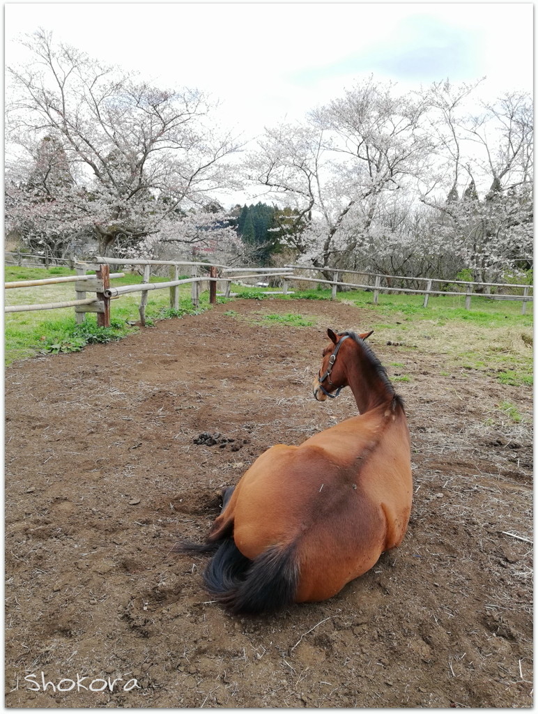 お花見もいいわね