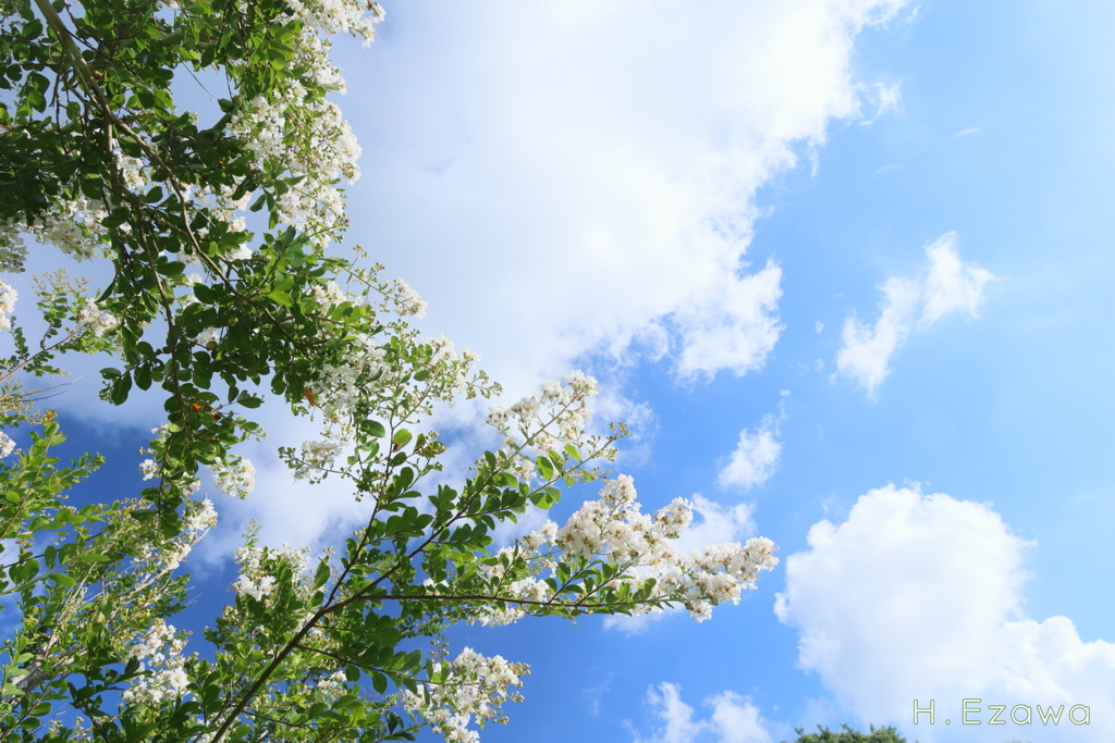 百日紅と夏空