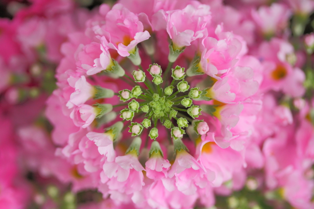 Flower circle