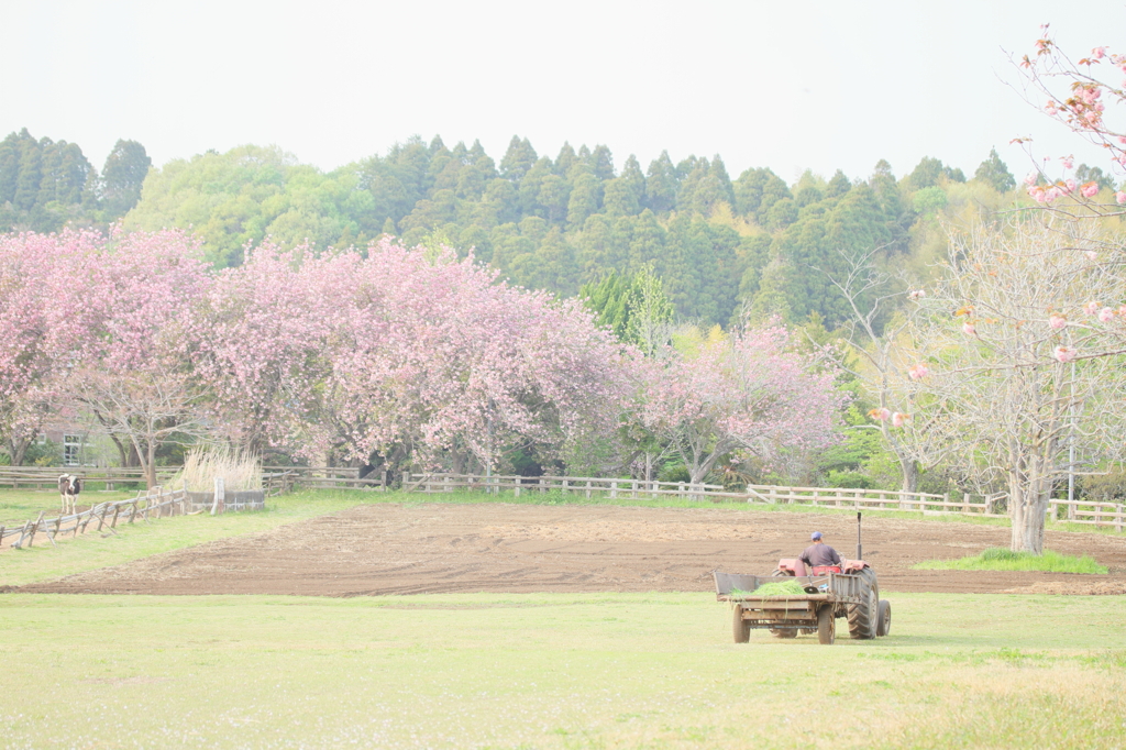 牧場の八重桜2　2019