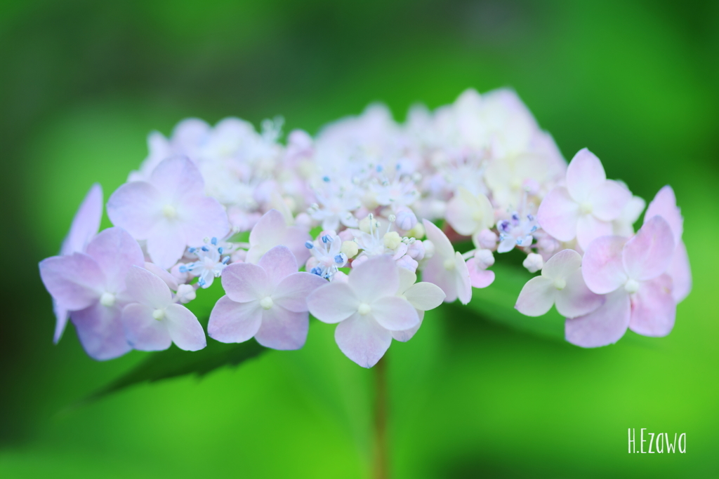 hydrangea