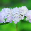 hydrangea