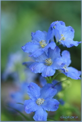 Delphinium