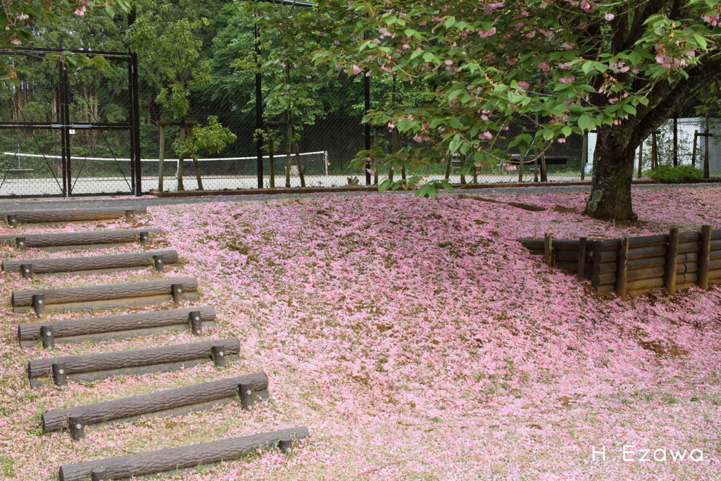 テニスコート脇の桜