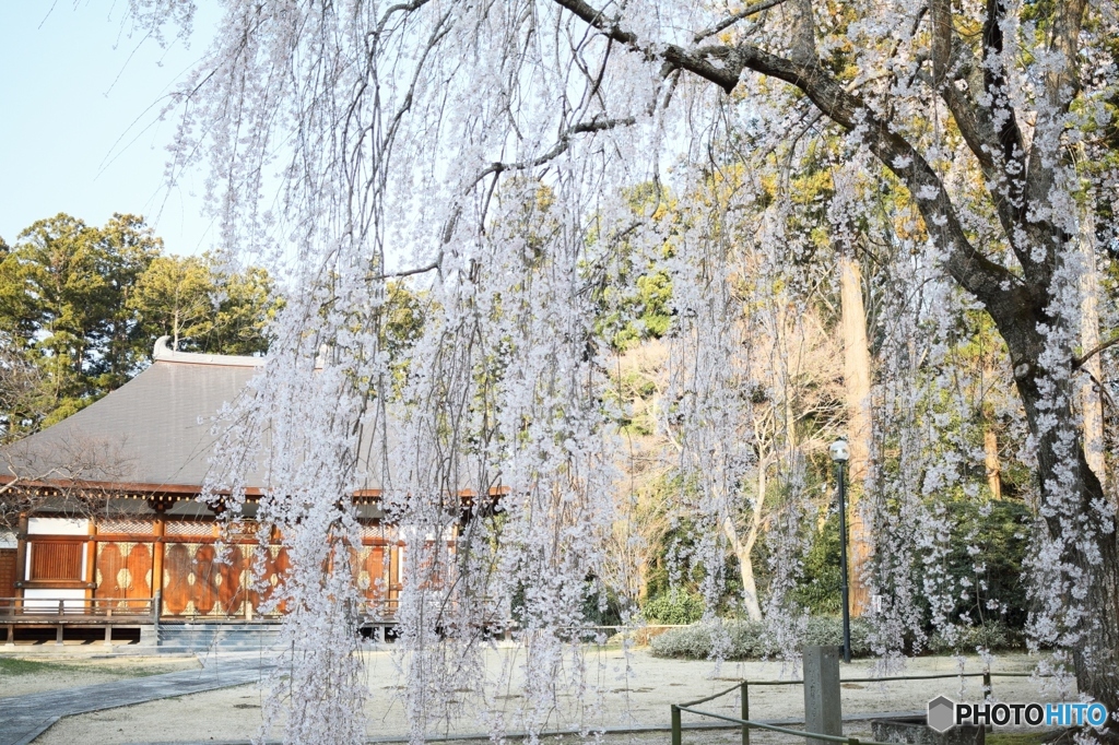 姫桜と本堂