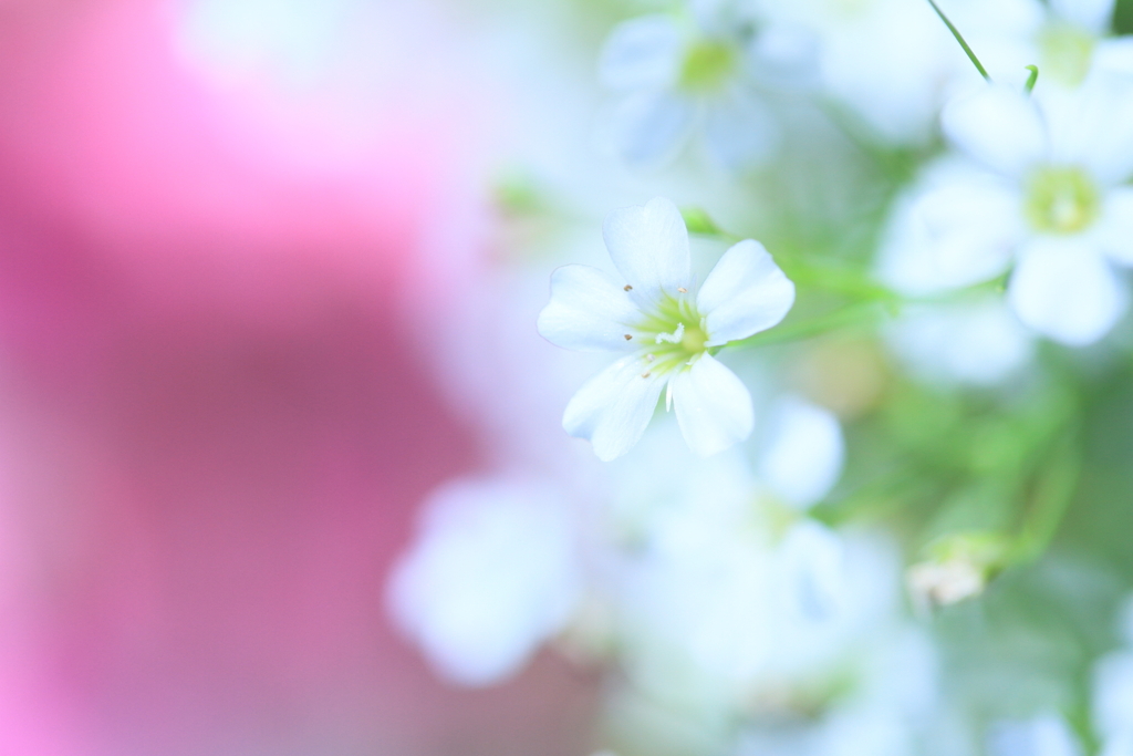 カスミ草