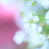 カスミ草