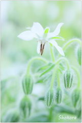 Borago