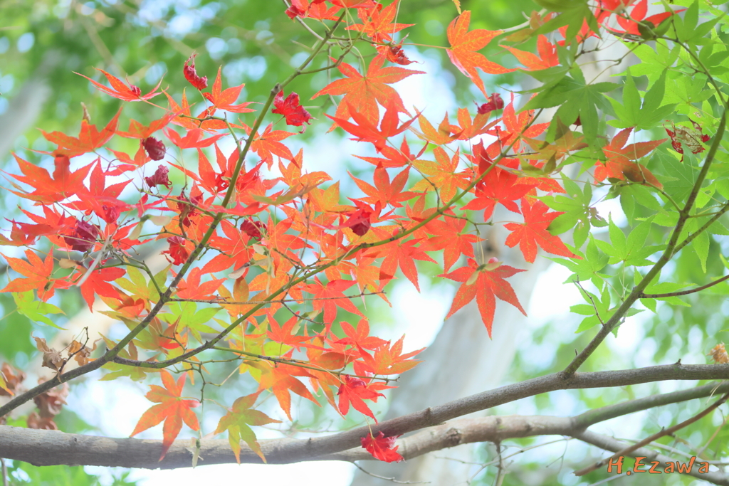 猛暑の紅葉