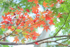猛暑の紅葉