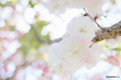 ふわっと八重桜Ⅱ